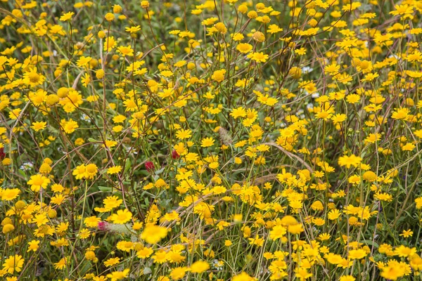 Yellow daisies in a meadow in bloom — Stock Photo, Image