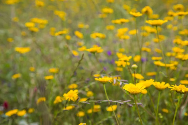 Gele madeliefjes in een weiland in bloei — Stockfoto