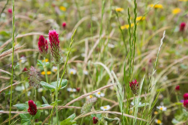 Rode pieken in een bloemrijke veld — Stockfoto