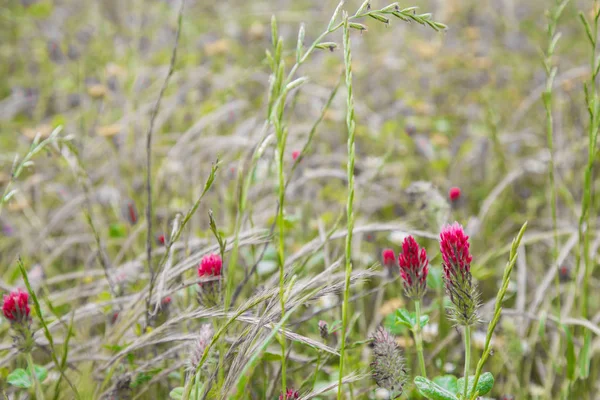 Red spikes in a flowery field — Stock Photo, Image