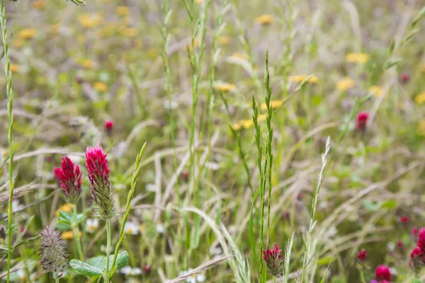 Rode pieken in een bloemrijke veld — Stockfoto