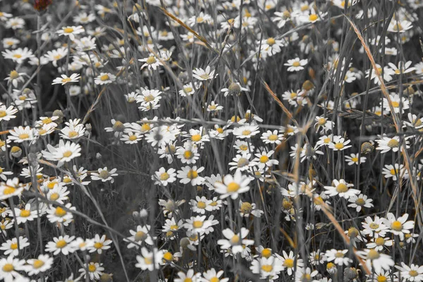 Blühende Gänseblümchen auf einem Feld — Stockfoto