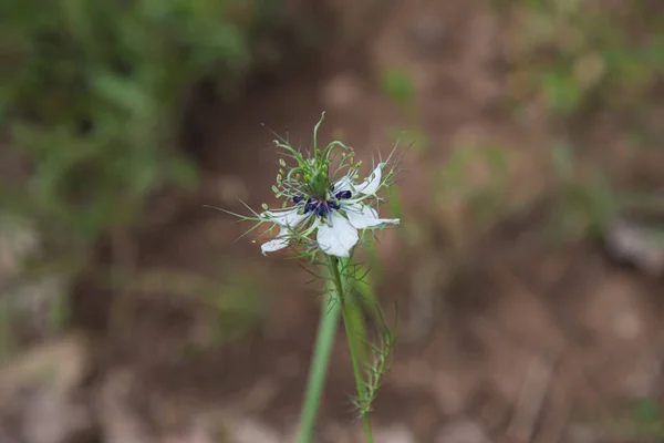 Fiore con petali bianchi e blu — Foto Stock