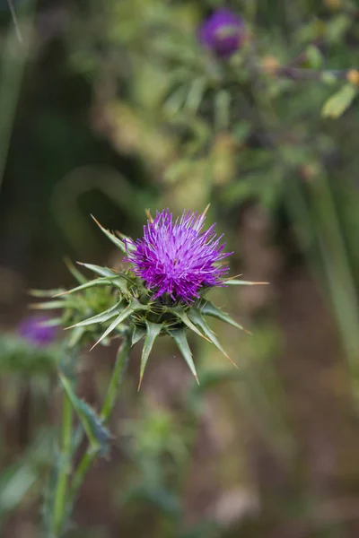 Purple Thistle flower with its prickly leaves — Stock Photo, Image