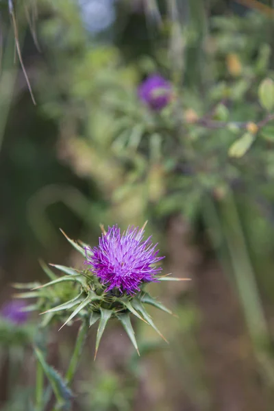 Purple Thistle flower with its prickly leaves — Stock Photo, Image