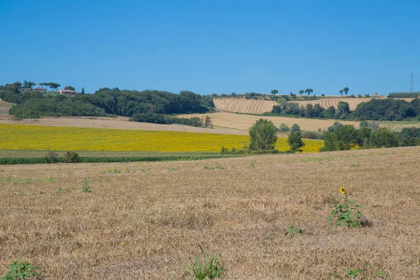 Champ de tournesol sur le fond — Photo