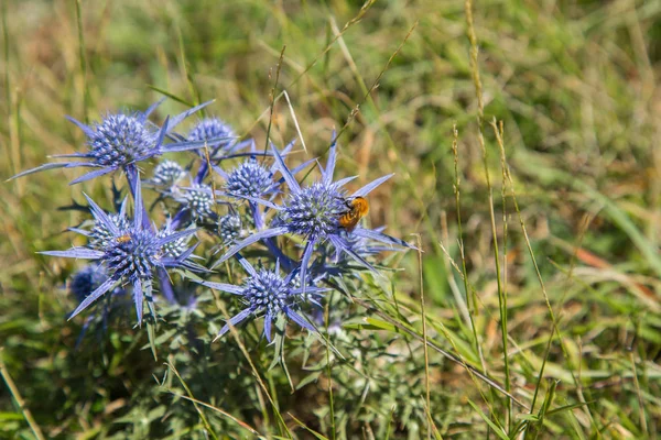 Eryngium amethystinum L. — Stock Photo, Image