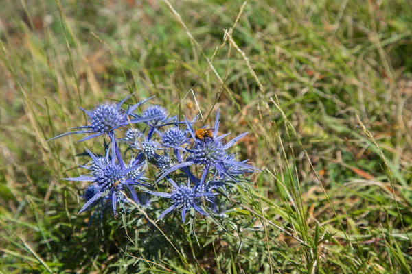 Eryngium amethystinum l. — Stockfoto