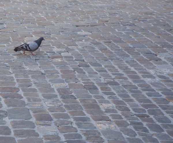 Lone pigeon walking over the cobblestones — Stock Photo, Image