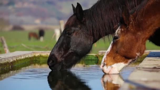 Cheval Brouteur Boire Fontaine Cheval Buvant Point Eau — Video