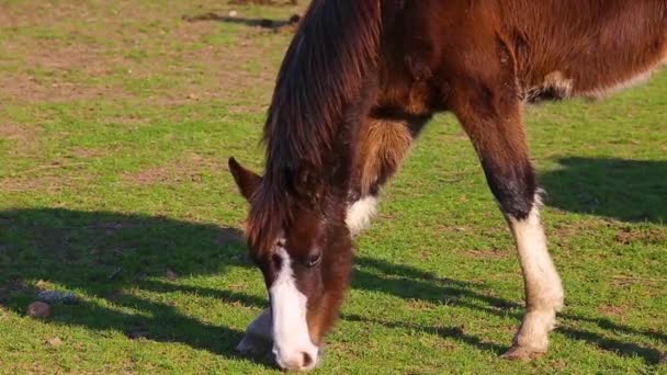 Koń Pastwisku Jedzący Zieloną Trawę Łąkową — Wideo stockowe