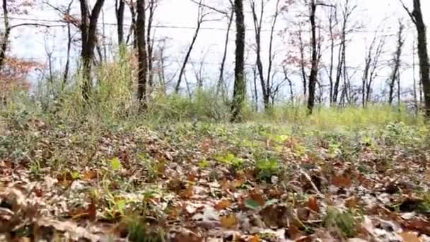 Ormandaki Kuru Yaprakların Arasından Geç — Stok video