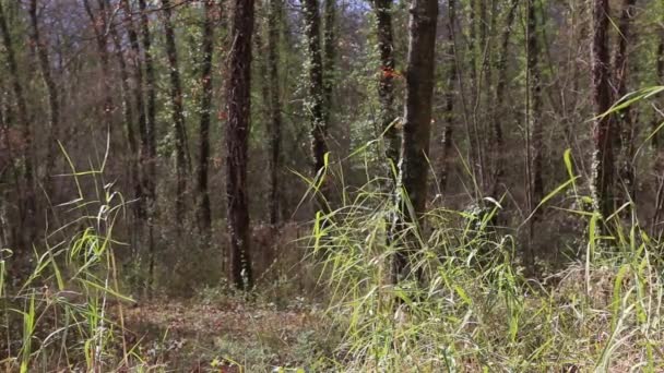 Szél Mozgatja Növényzetet Erdőben — Stock videók