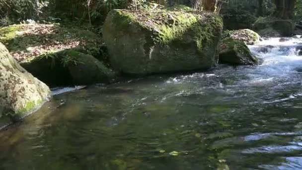 Das Schnell Den Bach Fließende Wasser Bildet Kleine Wasserfälle Und — Stockvideo