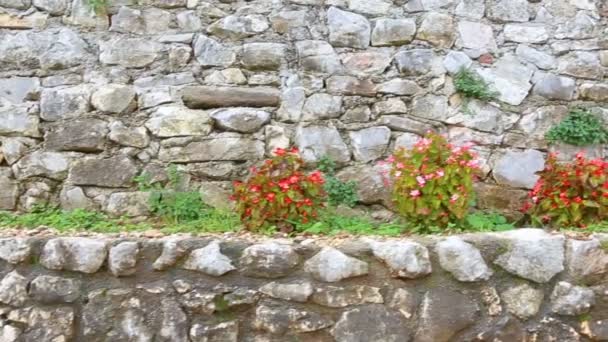 Traccia Piante Begonias Vecchio Muro Pietra — Video Stock
