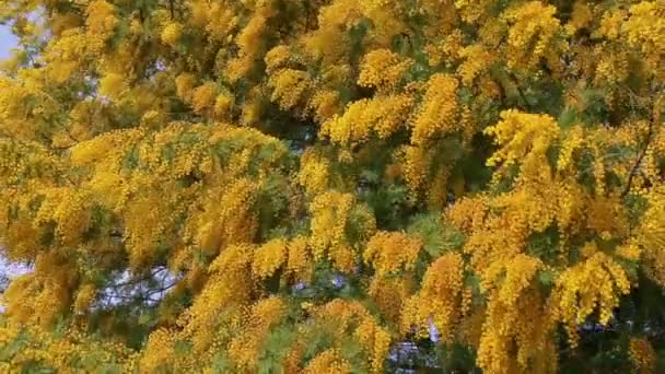 Mimosa Bitkisi Sarı Dalları Rüzgarda Savrulurken Çiçekleniyor — Stok video