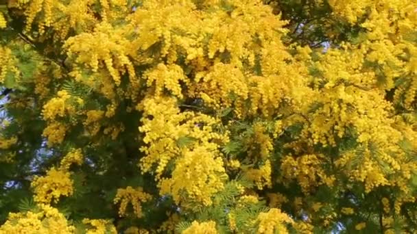 Mimosa Plant Volle Bloei Met Zijn Gele Takken Waait Wind — Stockvideo