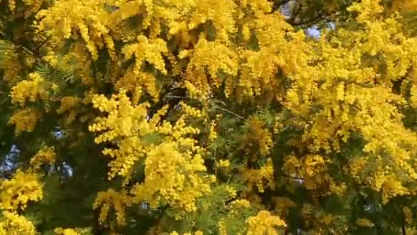 Pianta Mimosa Piena Fioritura Con Suoi Rami Gialli Che Soffiano — Video Stock