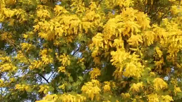 Zakład Mimosa Pełnym Rozkwicie Żółtymi Gałęziami Wiejącymi Wietrze — Wideo stockowe