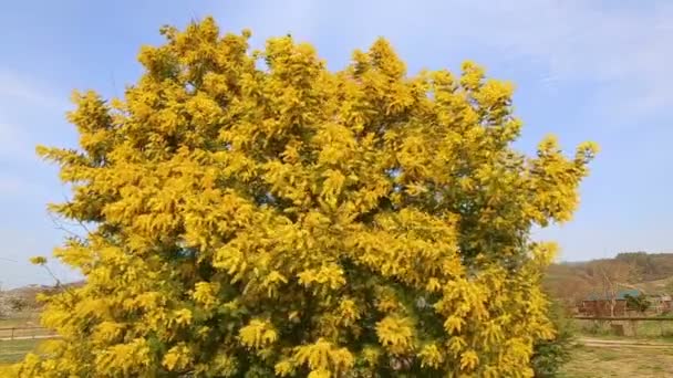 Pianta Mimosa Piena Fioritura Con Suoi Rami Gialli Che Soffiano — Video Stock