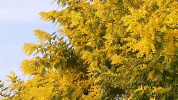 Pianta Mimosa Piena Fioritura Con Suoi Rami Gialli Che Soffiano — Video Stock