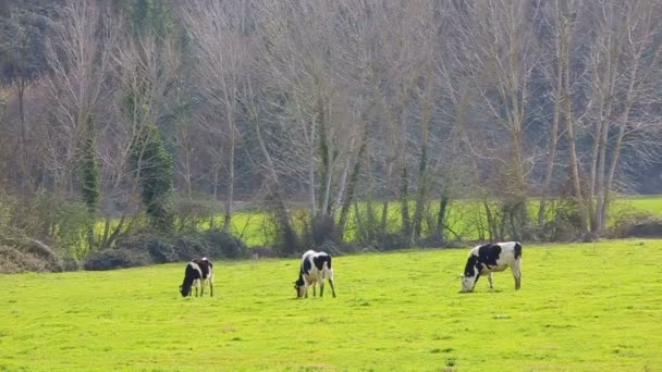 Vaches Broutant Sur Prairie Sabina Dans Province Rieti Dans Latium — Video