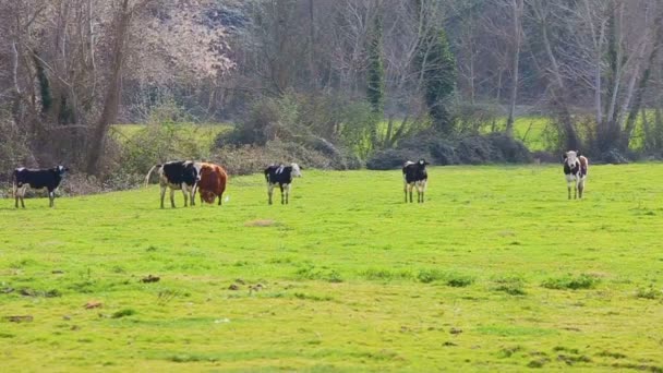Vaches Broutant Sur Prairie Sabina Dans Province Rieti Dans Latium — Video