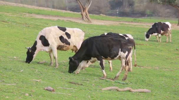 Vacas Pastando Prado Sabina Provincia Rieti Lazio Italia Vacas Pastando — Vídeo de stock