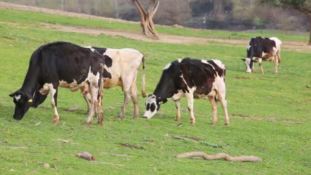 Коровы Пасутся Лугу Сабине Провинции Риети Лацио Италии Выпас Коров — стоковое видео