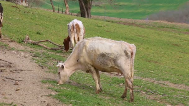 Vaches Broutant Sur Prairie Sabina Dans Province Rieti Dans Latium — Video