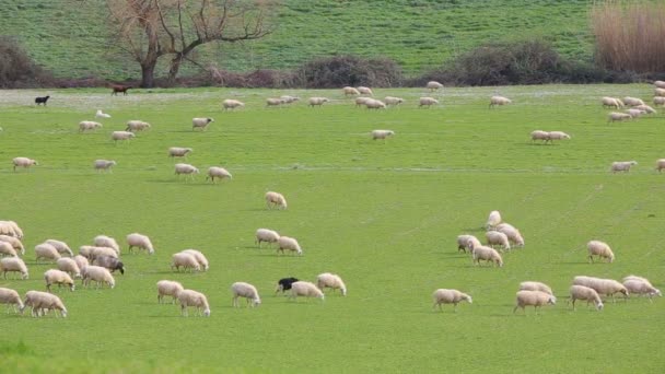 Flock Får Betar Gräsbevuxen Äng Lazio Landsbygden Italien — Stockvideo