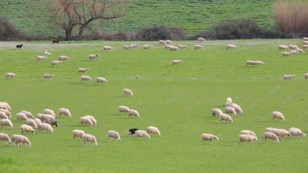 Talya Nın Lazio Kırsalında Otlayan Koyun Sürüsü — Stok video