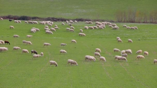 Troupeau Moutons Pâturant Dans Une Prairie Herbeuse Dans Campagne Latium — Video