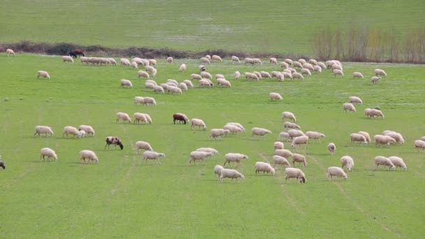 Troupeau Moutons Pâturant Dans Une Prairie Herbeuse Dans Campagne Latium — Video