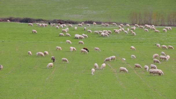 Schafherde Weidet Auf Einer Wiese Der Landschaft Von Latium Italien — Stockvideo