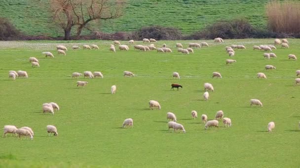 Talya Nın Lazio Kırsalında Otlayan Koyun Sürüsü — Stok video
