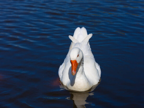 Solitary goose swimming in the water of a pond