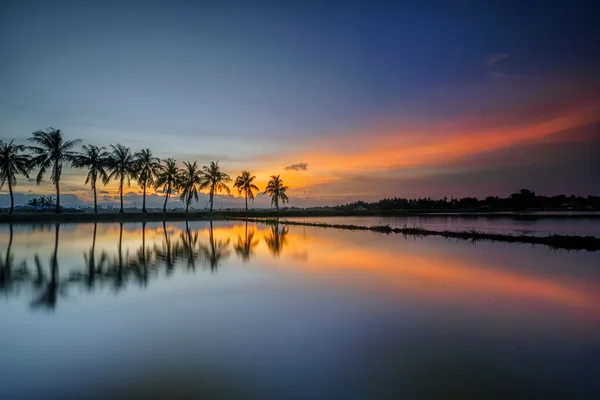 Il riflesso degli alberi di cocco — Foto Stock