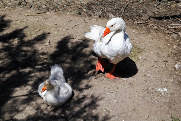 De eenden op de boerderij — Stockfoto