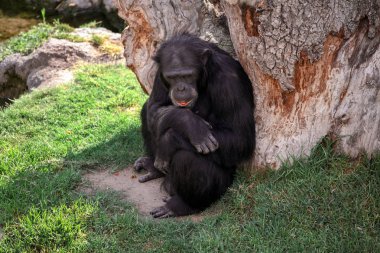 Büyük siyah şempanze