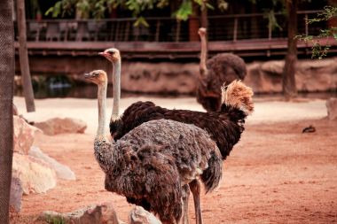 Devekuşları hayvanat bahçesinde