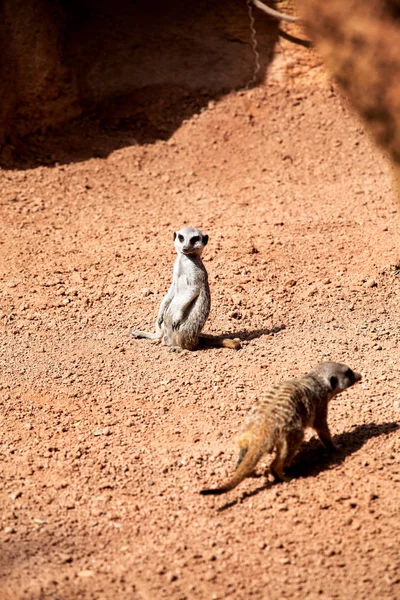 Meerkat crouching on sand and enjoy the summer day — Stock Photo, Image