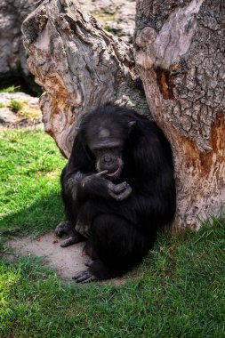 Büyük siyah şempanze