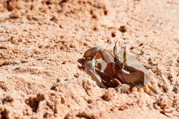 Krabbe am Strand — Stockfoto