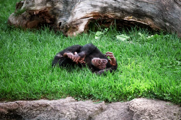 Monkey chimpanzee relaxing and enjoys lying on the grass