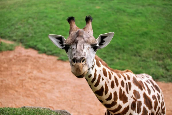 Giraffe poses and enjoying the summer day — Stock Photo, Image