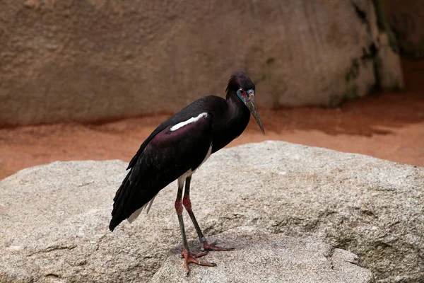 바위에 동물원 서에서 아름 다운 새 들 — 스톡 사진