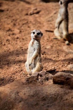 Meerkat kum üzerinde ve güneşli bir günde keyfini çıkarın