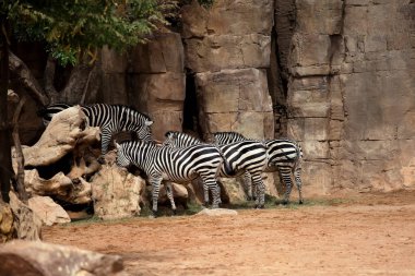 Zebralar hayvanat bahçesinde