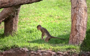 Rhesus makak maymunu